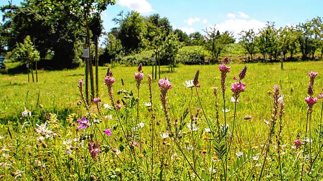 Ein Blühstreifen an einer neu angelegten Streuobstwiese. In Orsingen-Nenzingen sollen bei der Verpachtung kommunaler Flächen auch ...