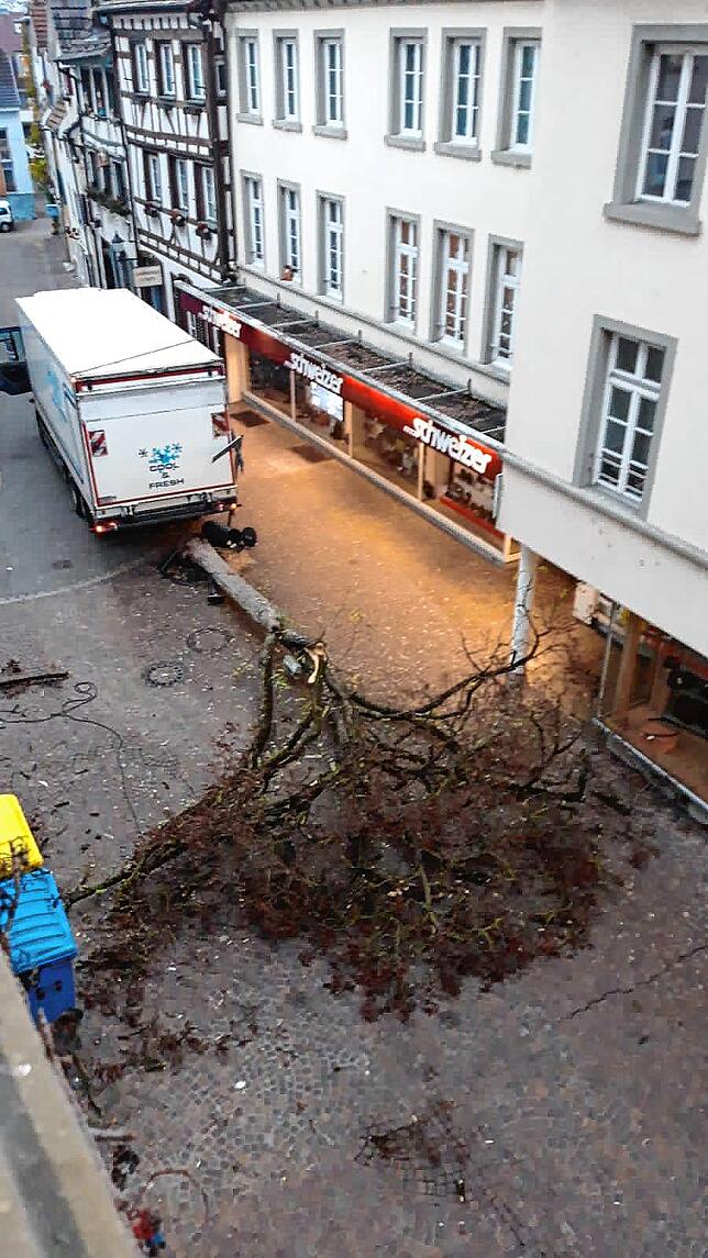Tragisch: Der Klepperle-Baum liegt flach, nachdem ein LKW ihn gerammt hat.