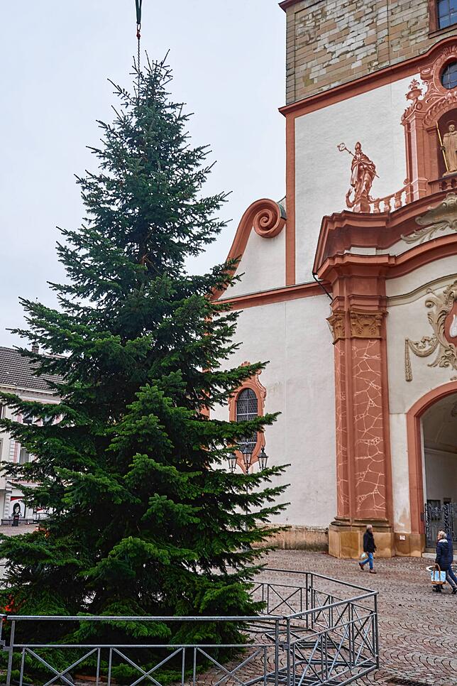 Auf seinem Platz vor dem Fridolinsmünster wird der Baum nun die Vorweihnachtszeit verschönern.
