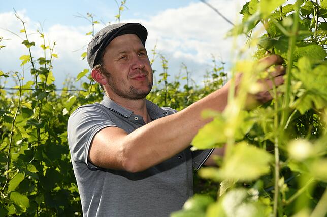 Lorenz Keller hat den Reifegrad seiner Trauben stets im Blick.