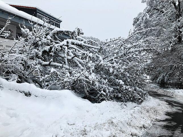 Aufgrund der Schneemassen stürzen viele Bäume in Waldshut um.