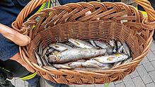 Rund 30 tote Fische sammelt die Feuerwehr aus dem Weidenbächle ein.