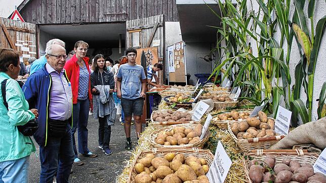 Kartoffeln, wohin das Auge blickt: In der Ausstellung des Landratsamts erfuhren die Besucher Wissenswertes über Sorten und den Anbau bis ...