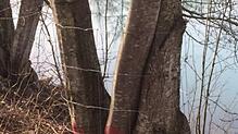 Mit solchen Zäunen werden rund 100 Bäume im Seepark vor Biberverbiss geschützt.