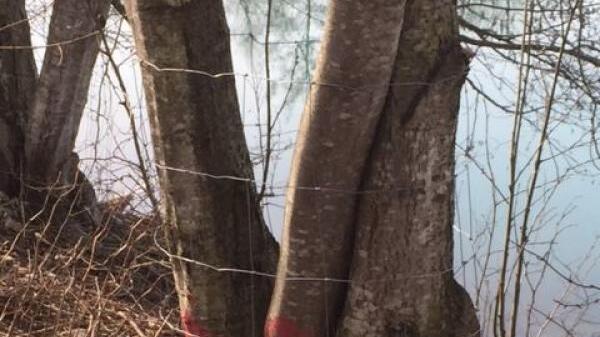 Mit solchen Zäunen werden rund 100 Bäume im Seepark vor Biberverbiss geschützt.
