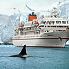 Das Kreuzfahrtschiff MS Bremen in Norwegen. Immer öfters dringen Touristen in Regionen vor, die Heimat von wilden Tieren sind. Bild: ...