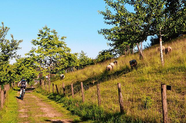 Ein bei Fußgängern und Radfahrern beliebter Weg führt durch die Unterkirnacher Streuobstwiese. Ein einfacher Metallgitterzaun hält die ...