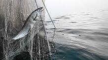 Ein Felchen wird aus dem Bodensee geangelt. Über die Grammatik lässt sich streiten, über den Geschmack sicherlich nicht.