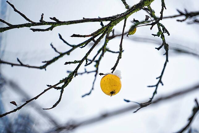 Winterliche Streuobstwiese. 41 Prozent aller Bio-Streuobst-Flächen liegen in Baden-Württemberg.
