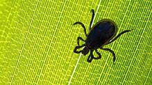 Zeckengefahr steigt mit Frühlingstemperaturen: Zecken übertragen am häufigsten die von Bakterien verursachte Borreliose, deren Symptome ...