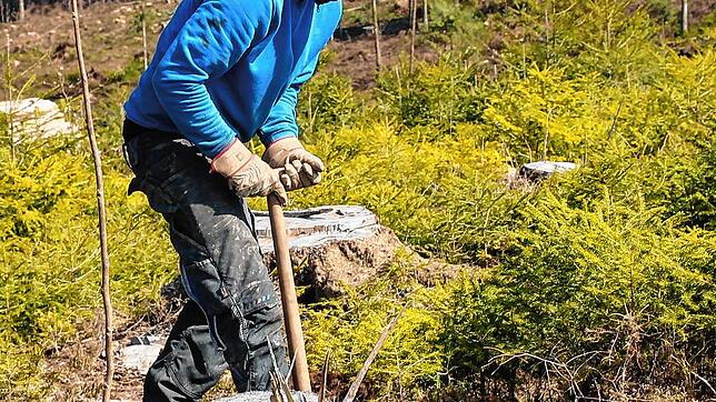 Kraft: Christian Ebe aus Oberalpfen pflanzt neue Bäume. Bei den schwierigen Böden ist viel körperlicher Einsatz erforderlich.