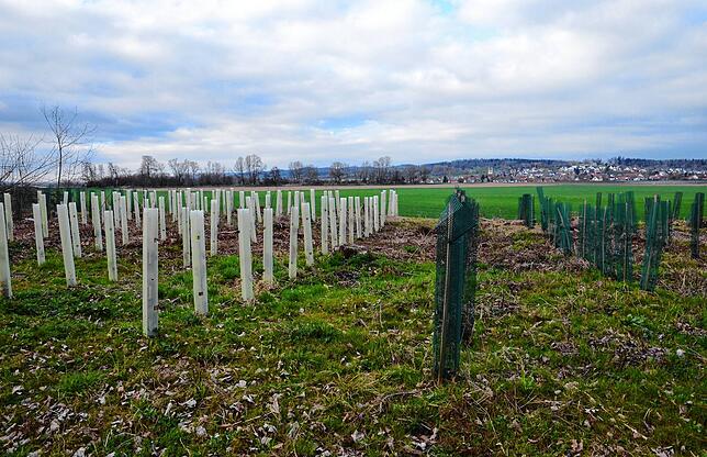 Förster Roth pflanzt 10x10-Baum-Quadrate im Artenwechsel, um eventuellen Ausfällen zu begegnen.
