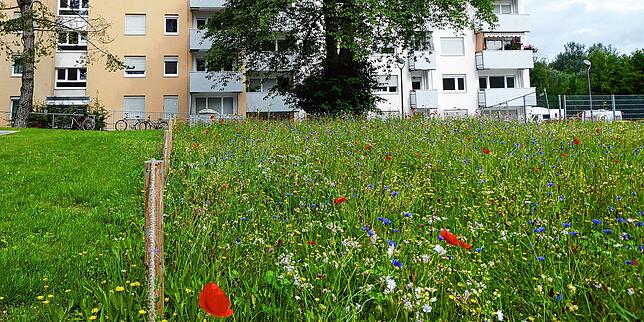 Grün zwischen Betonbauten: Die Blumenwiese für die Insekten wurde in Zusammenarbeit mit dem NABU angelegt.