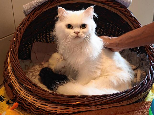 Katze Maischa ist mit ihrem erst zehn Tage alten Nachwuchs im Tierheim untergebracht.