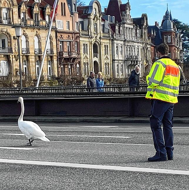 (Archivbild) Ein Schwan auf der Alten Rheinbrücke. Dieses Fotos stammt aus dem Jahr 2021.
