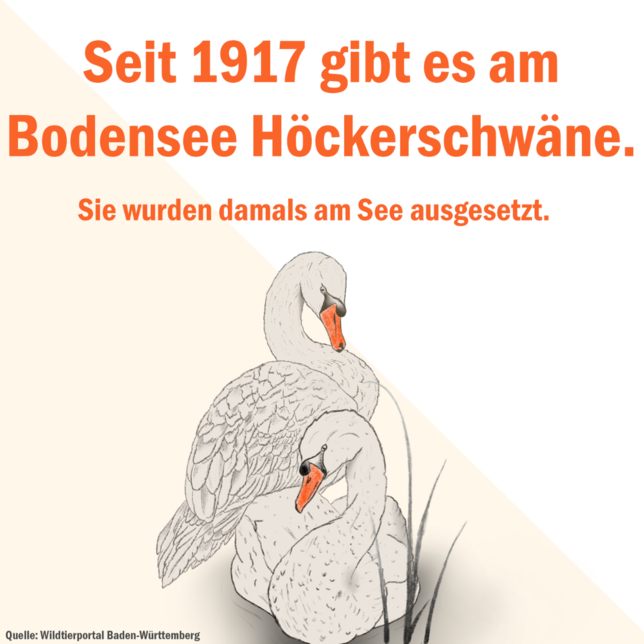 Bild 1: Mein lieber Schwan! Die Wasservögel leben erst seit wenigen Jahren am Bodensee