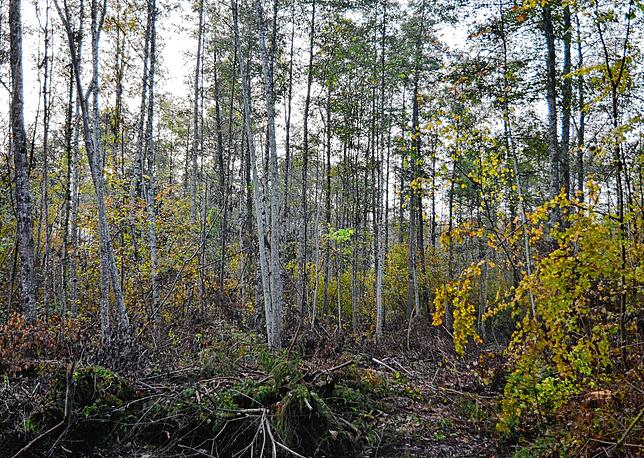 Der trockene Sommer 2022 machte ein Durchforsten im nördlichen Gehauwald möglich.