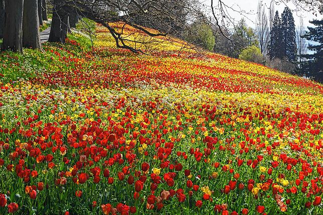 Die Tulpenblüte auf der Insel Mainau ist in vollem Gange. Spätblüher sorgen demnächst für die Verlängerung der Pracht.