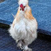 Wieder ein weißes Huhn, das auf der Lochmühle ein Zuhause gefunden hat: Das Seidenhuhn und Erna mögen sich allerdings nicht.