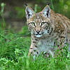 Der Luchs ist die größte Raubkatze in Mitteleuropa. Er ist streng geschützt. Hier ein Symbolbild.