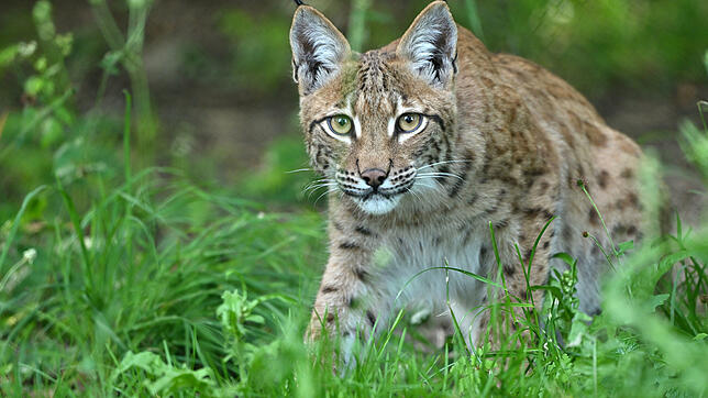 Der Luchs ist die größte Raubkatze in Mitteleuropa. Er ist streng geschützt. Hier ein Symbolbild.