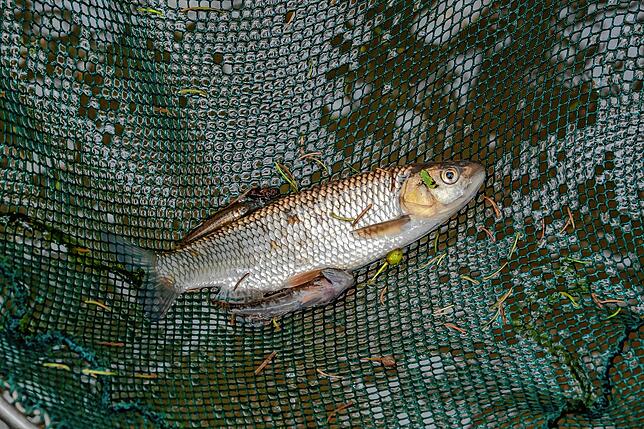 Unbeliebt bei den Fischern: Der Allesfresser und Laichräuber Döbel macht sich in der Steina breit.