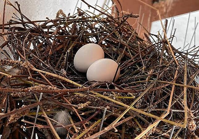 Zwei Eier liegen in einem Nest beim E-Center in Donaueschingen.