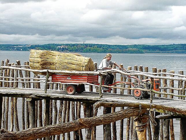 Dachdecker bringen im August und September 2001 in wenigen Wochen 6300 Bund gleichmäßig gewachsenes Schilf auf die Häuser. Das aus ...