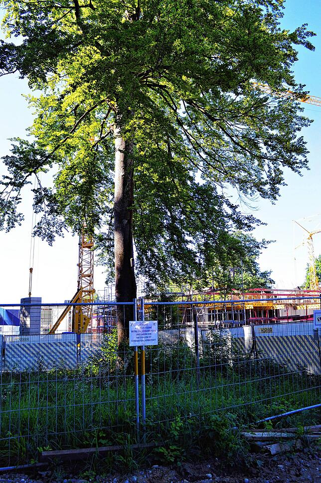 Das Grün rund um das Häuser-Areal bleibt trotz Baustelle erhalten. Dafür hat die Baugesellschaft einen Baumschutzfachmann arrangiert.