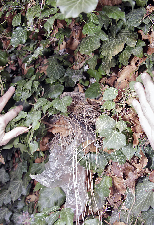 Immer häufiger findet sich Plastikmüll in den Nestern der Wildvögel.