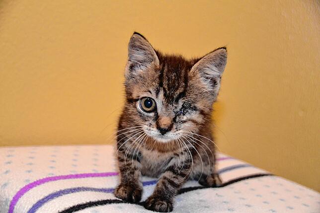Viele Vierbeiner, wie dieses Katzen-Baby, dem ein Auge fehlt, kommen in schlimmem Zustand im Kreistierheim an.