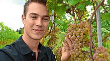 Jungwinzer Felix Gomeringer mit seinen Trauben. Er setzt ausschließlich auf pilzwiderstandsfähige Sorten wie hier Sauvignac. Der ...