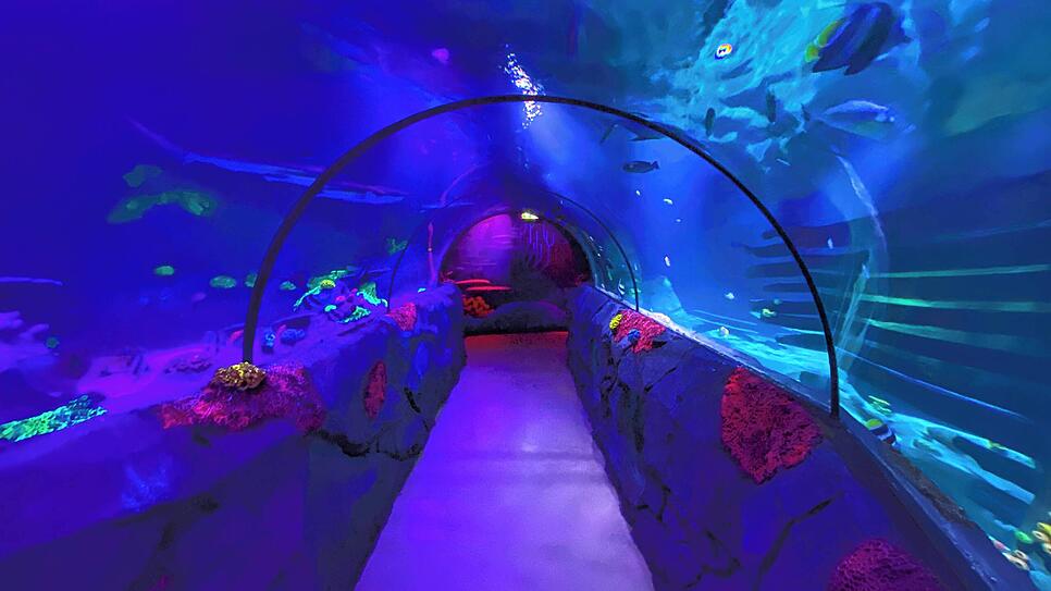 Bild : Sea Life öffnet wieder. Was ist neu im Inneren?