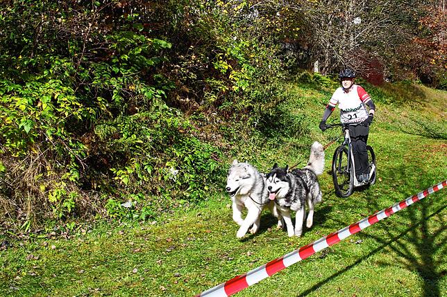 Bild 16: Bilder vom Schlittenhundewagenrennen in Todtmoos