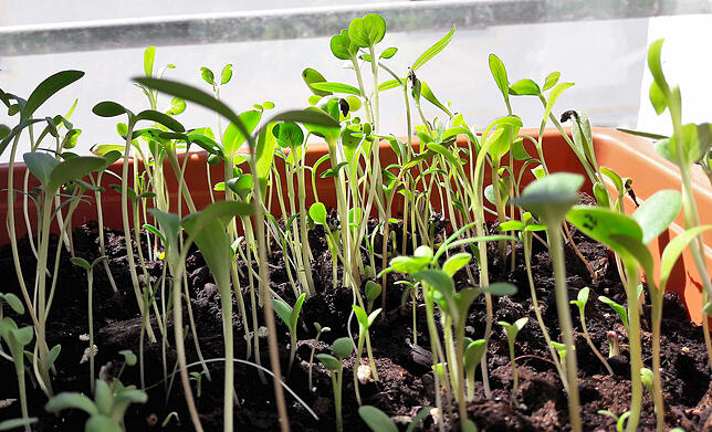 So sieht es genau sieben Tage nach der Aussaat im SÜDKURIER Test-Blumenbeet aus.
