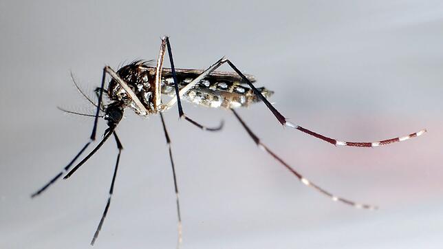 Unweit der deutschen Grenze im Elsass ist eine lokale Infektion mit dem Chikungunya-Virus entdeckt worden (Archivbild).