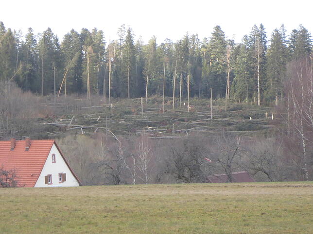 Wie groß das Ausmaß der Schäden in den Wäldern nach dem Sturmtief Sabine ist, lässt sich im Moment nur erahnen. Im Stadtwald am ...