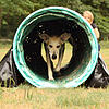 Sport mit dem besten Freund des Menschen: Beim Agility-Training kommen auch Frauchen und Herrchen ins Schwitzen.