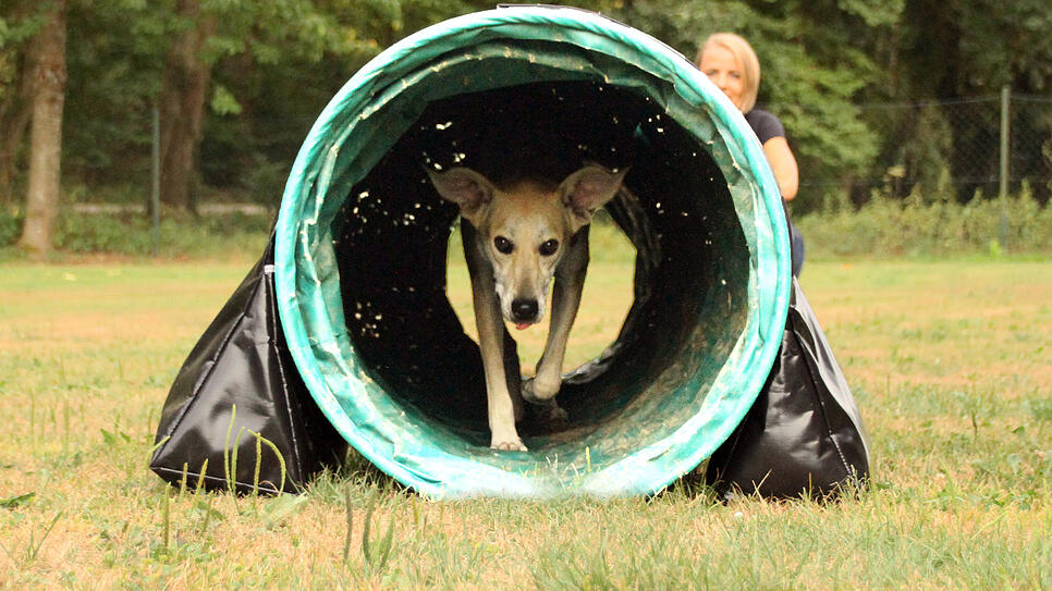 Sport mit dem besten Freund des Menschen: Beim Agility-Training kommen auch Frauchen und Herrchen ins Schwitzen.