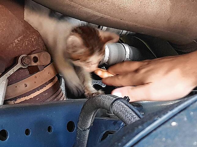 Ein Katzenbaby im Lastwagen rettete die Polizei auf der Tank- und Rastanlage Breisgau an der Autobahn 5 im September.
