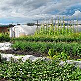 Garten und Gewächshaus der Solidarischen Landwirtschaft Hegau in Friedingen.