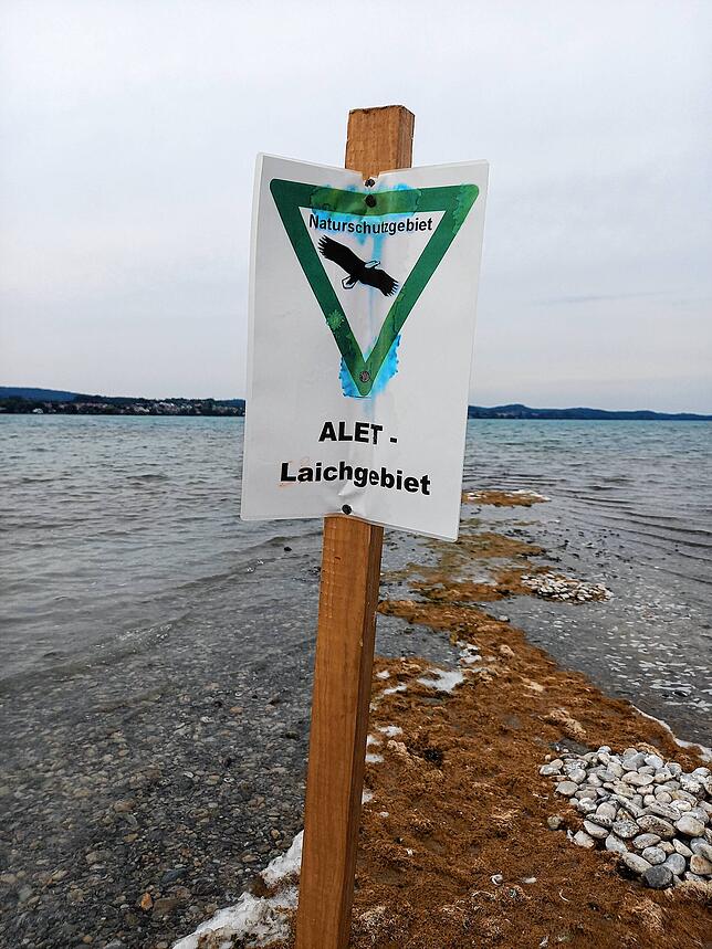 Auch die Alet aus Allensbach waren schon hier und haben den Straßenrain als Laichgebiet ausgewiesen.