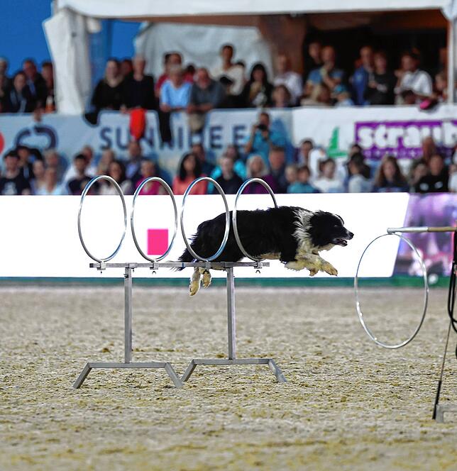 Bild 2: So spektakulär war der Showabend beim Fest der Pferde
