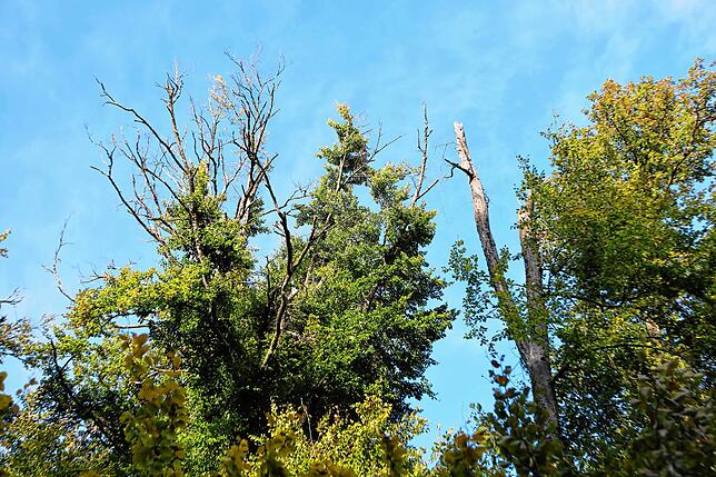 Der Blick in die Baumkronen verdeutlicht den Überlebenskampf der Bäume. Manche erholen sich von der extremen Dürre im vergangenen Jahr, ...