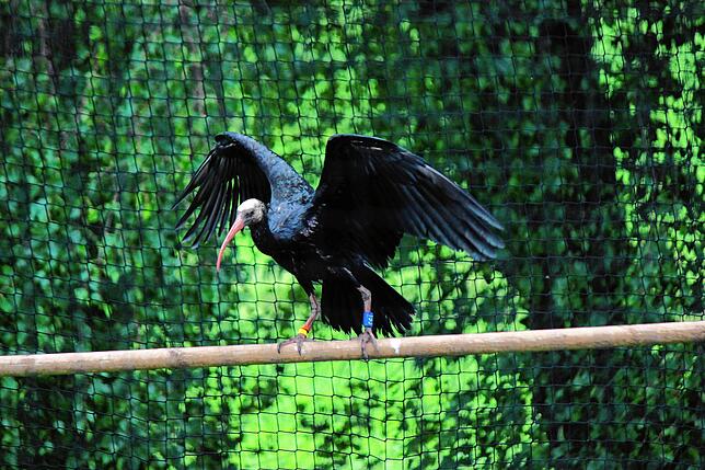 Ein junger Waldrapp aus dem Aufzuchtprogramm, bei dem in Überlingen 31 Vögel auf ihren Flug in die Toskana und die Auswilderung ...