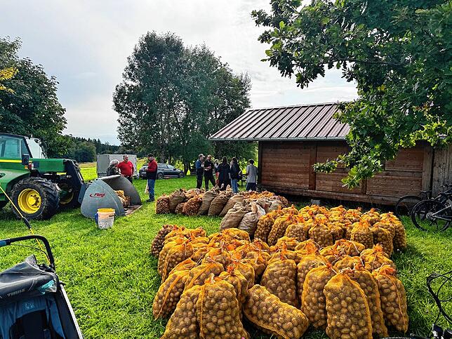 Volle Säcke: Das war schon eine hervorragende Kartoffelernte in diesem Jahr in Riedern am Wald. Die Säcke sind prall gefüllt.