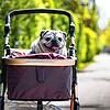 Dieser Mops ist harmlos. Ein Hundeführerschein zur Betreuung dieses Tieres wäre überflüssig.
