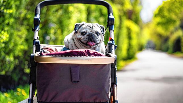 Dieser Mops ist harmlos. Ein Hundeführerschein zur Betreuung dieses Tieres wäre überflüssig.