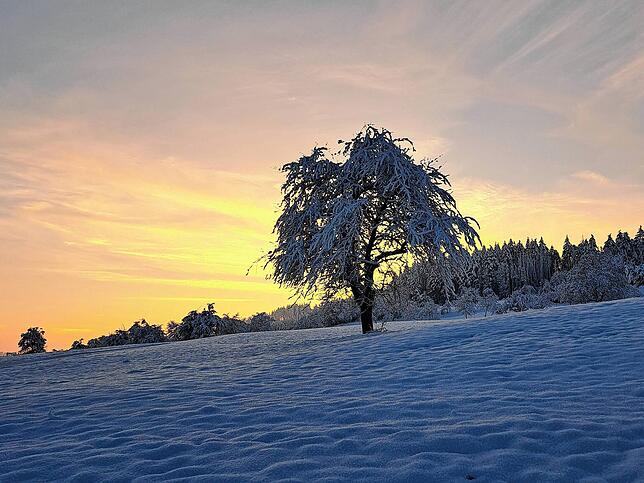 Eisiger Baum oberhalb von Rechberg auf der Verbindungsstraße nach Wutöschingen.