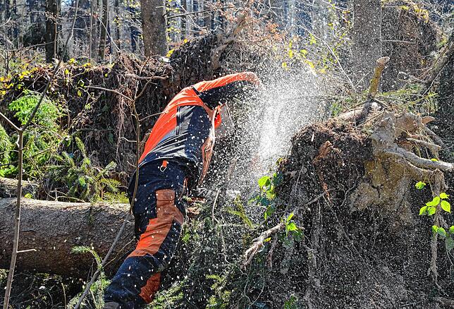 Bild 9: Wenn der Wald aufgeräumt wird: So laufen die Arbeiten im Gehau im Süden Markdorfs ab